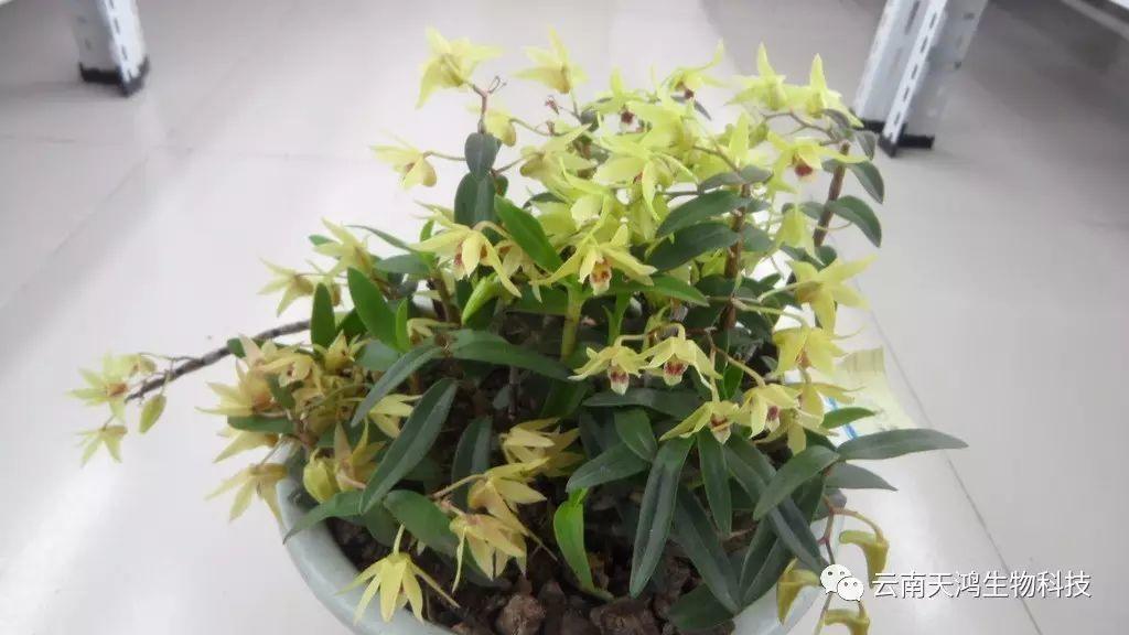 仙草之首 虫草之上---石斛花