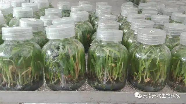 云南天鸿生物白及直播苗、白及瓶苗、白及驯化苗价格及配图
