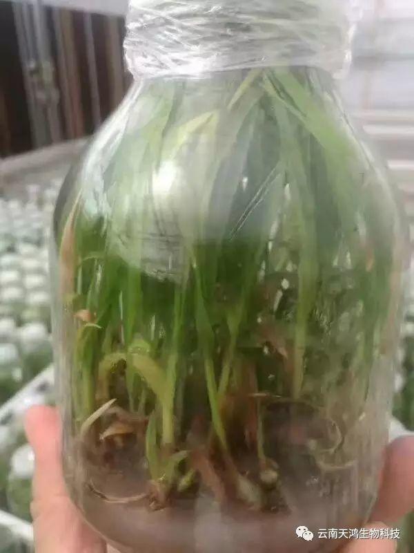 云南天鸿生物白及直播苗、白及瓶苗、白及驯化苗价格及配图