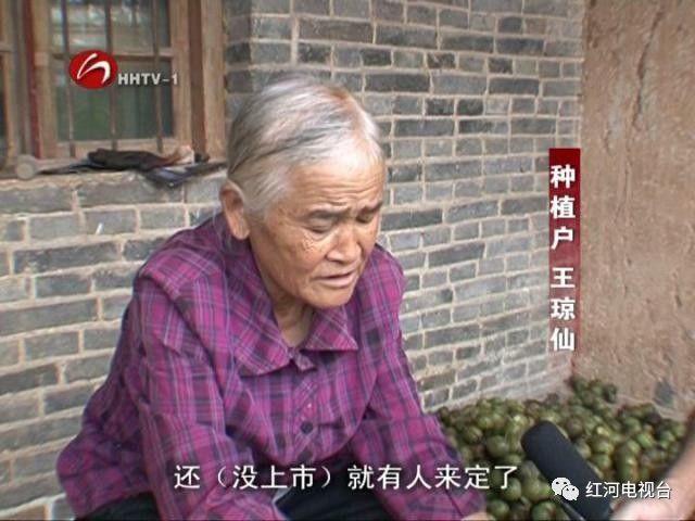 【砥砺奋进的五年】弥勒：荒坡地长出“金疙瘩”
