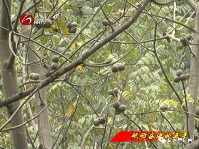 【砥砺奋进的五年】弥勒：荒坡地长出“金疙瘩”
