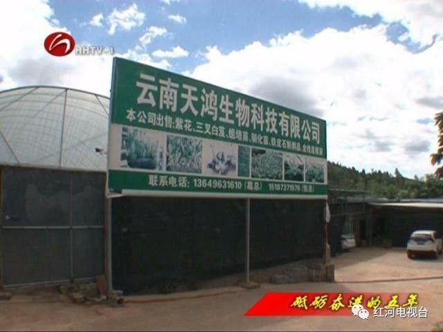 【砥砺奋进的五年】弥勒：荒坡地长出“金疙瘩”