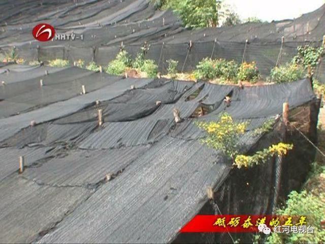 【砥砺奋进的五年】弥勒：荒坡地长出“金疙瘩”
