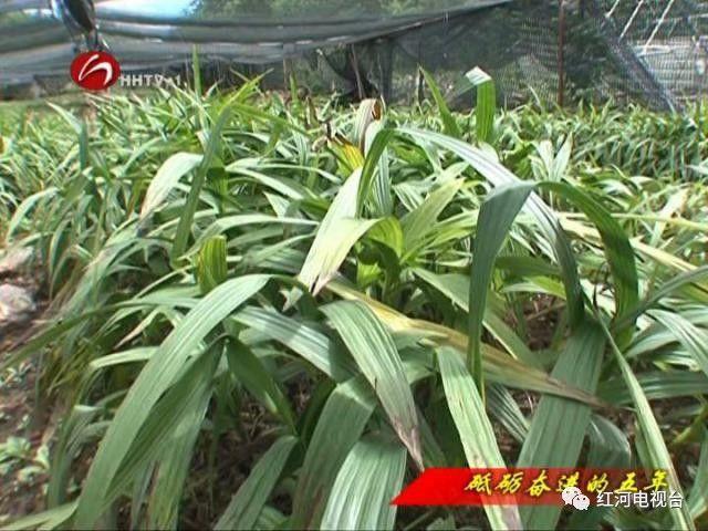 【砥砺奋进的五年】弥勒：荒坡地长出“金疙瘩”