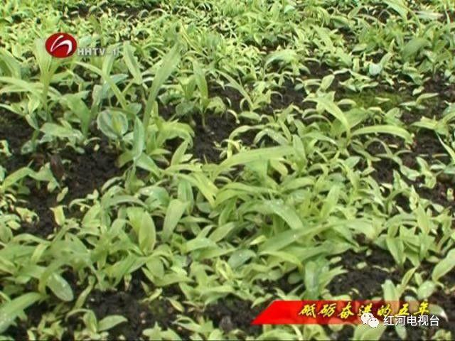 【砥砺奋进的五年】弥勒：荒坡地长出“金疙瘩”