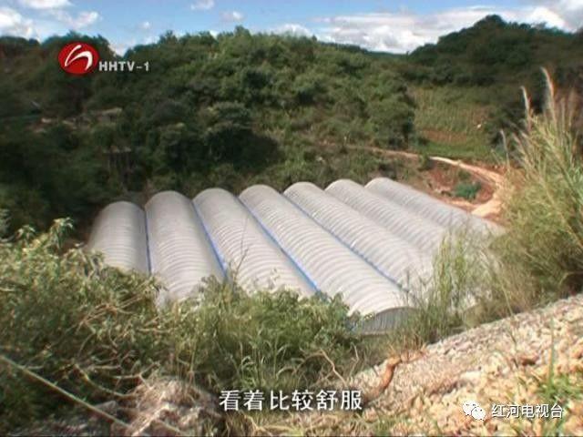 【砥砺奋进的五年】弥勒：荒坡地长出“金疙瘩”