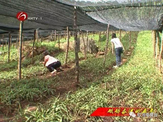 【砥砺奋进的五年】弥勒：荒坡地长出“金疙瘩”