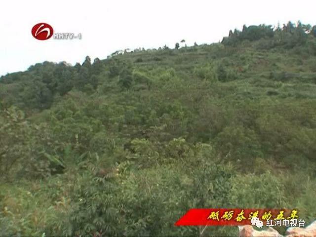 【砥砺奋进的五年】弥勒：荒坡地长出“金疙瘩”