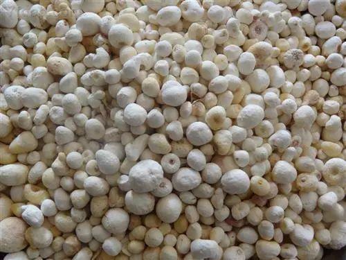 2017年最火中药种植项目大汇总