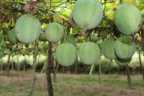 2017年最火中药种植项目大汇总
