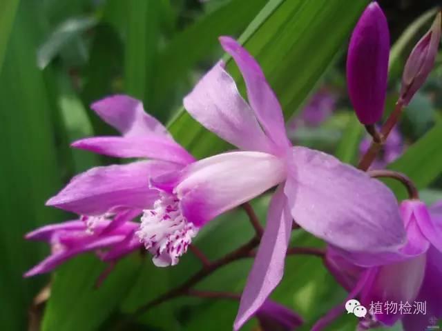 搜索量排名第一的白芨种植前景怎样？价格走势如何？