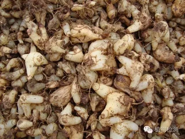 搜索量排名第一的白芨种植前景怎样？价格走势如何？