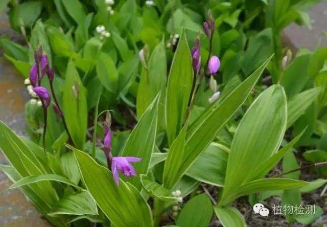 搜索量排名第一的白芨种植前景怎样？价格走势如何？