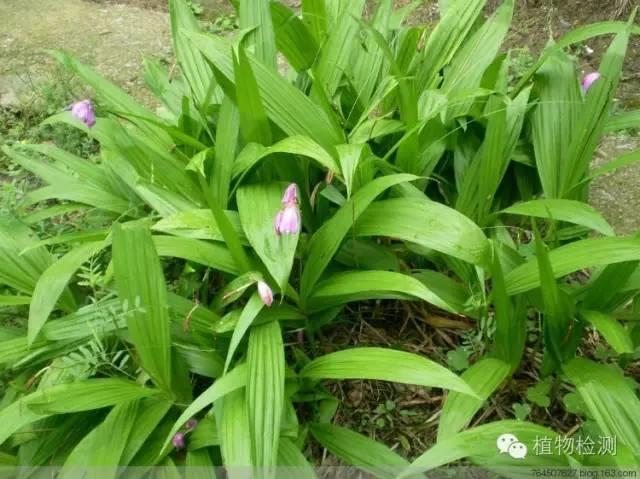 搜索量排名第一的白芨种植前景怎样？价格走势如何？