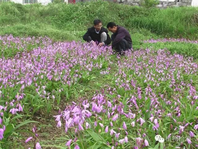 搜索量排名第一的白芨种植前景怎样？价格走势如何？