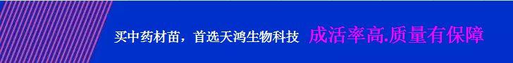央视七套对“白芨面膜”的真实报道