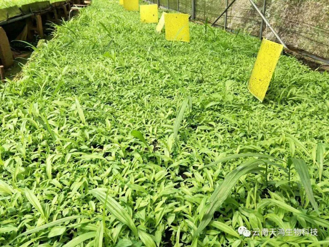 天鸿生物白及特价好消息，一毛一株