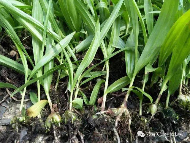 天鸿生物白及特价好消息，一毛一株