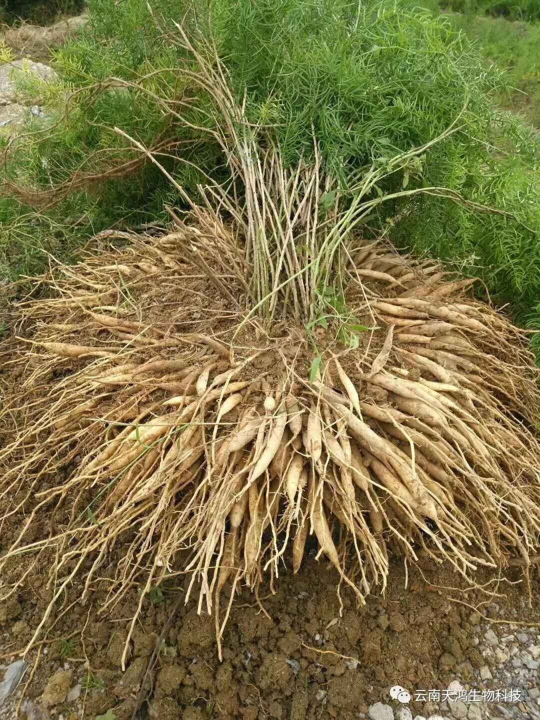 天门冬：简单像种草，收获却是宝
