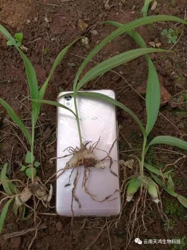 天鸿生物白及特价好消息，一毛一株