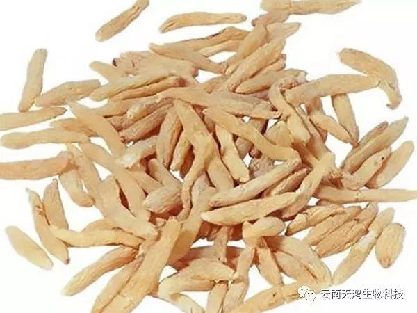 天门冬：简单像种草，收获却是宝