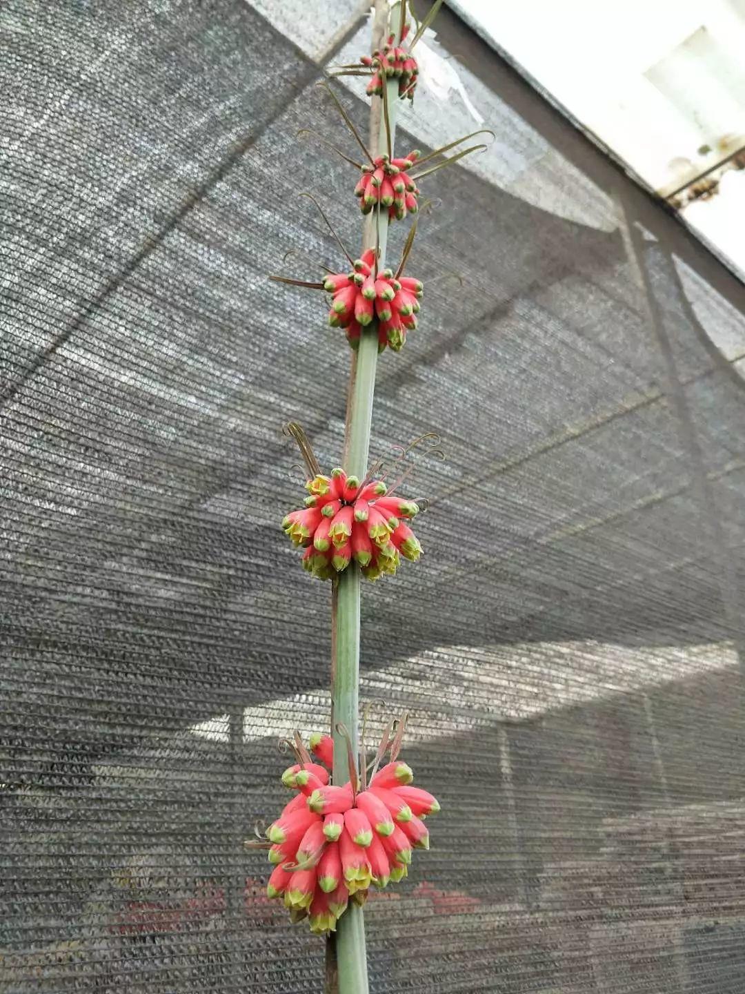 红花滇黄精，多花黄精种植大全。及苗价目表及配图