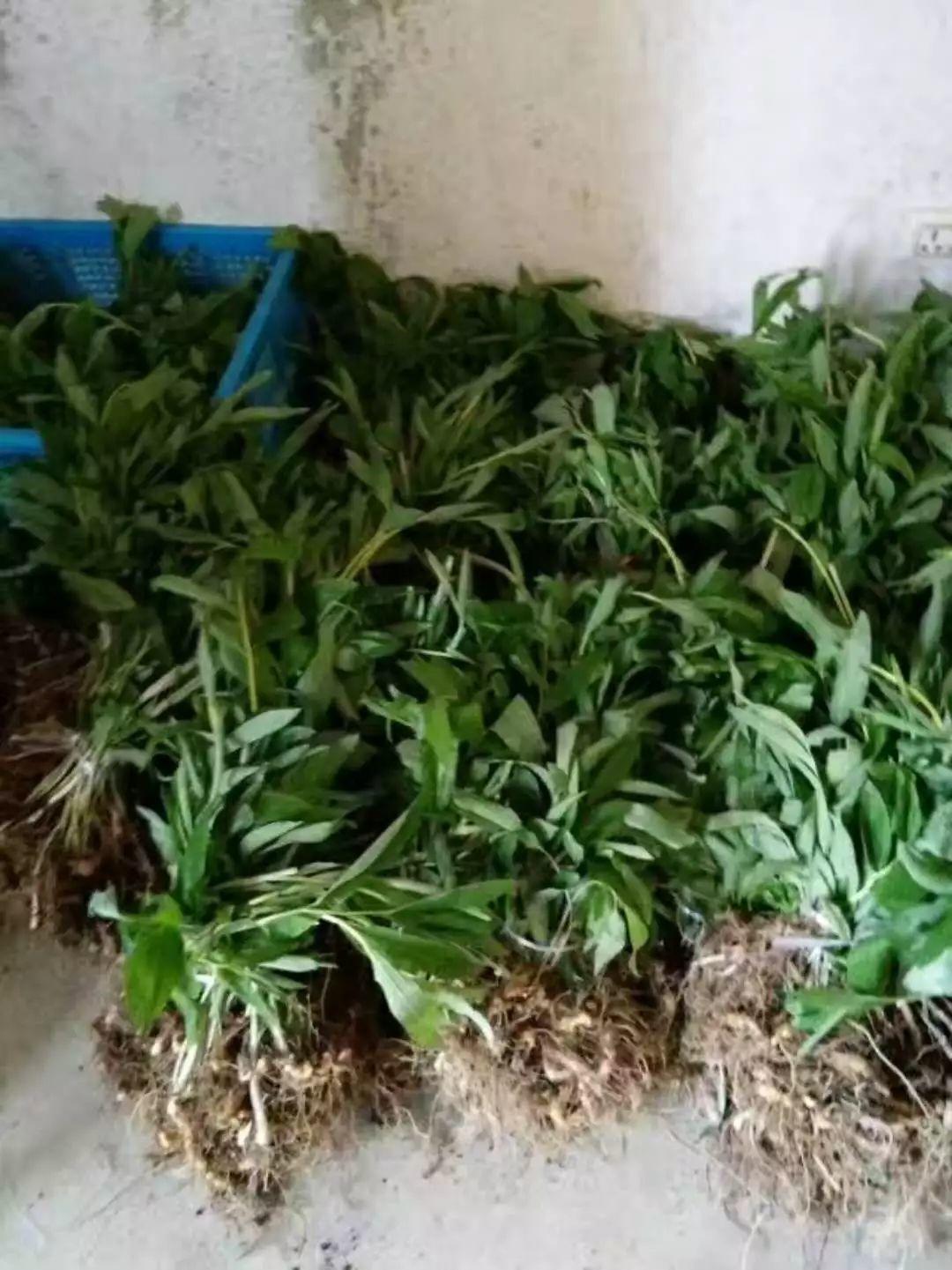 红花滇黄精，多花黄精种植大全。及苗价目表及配图