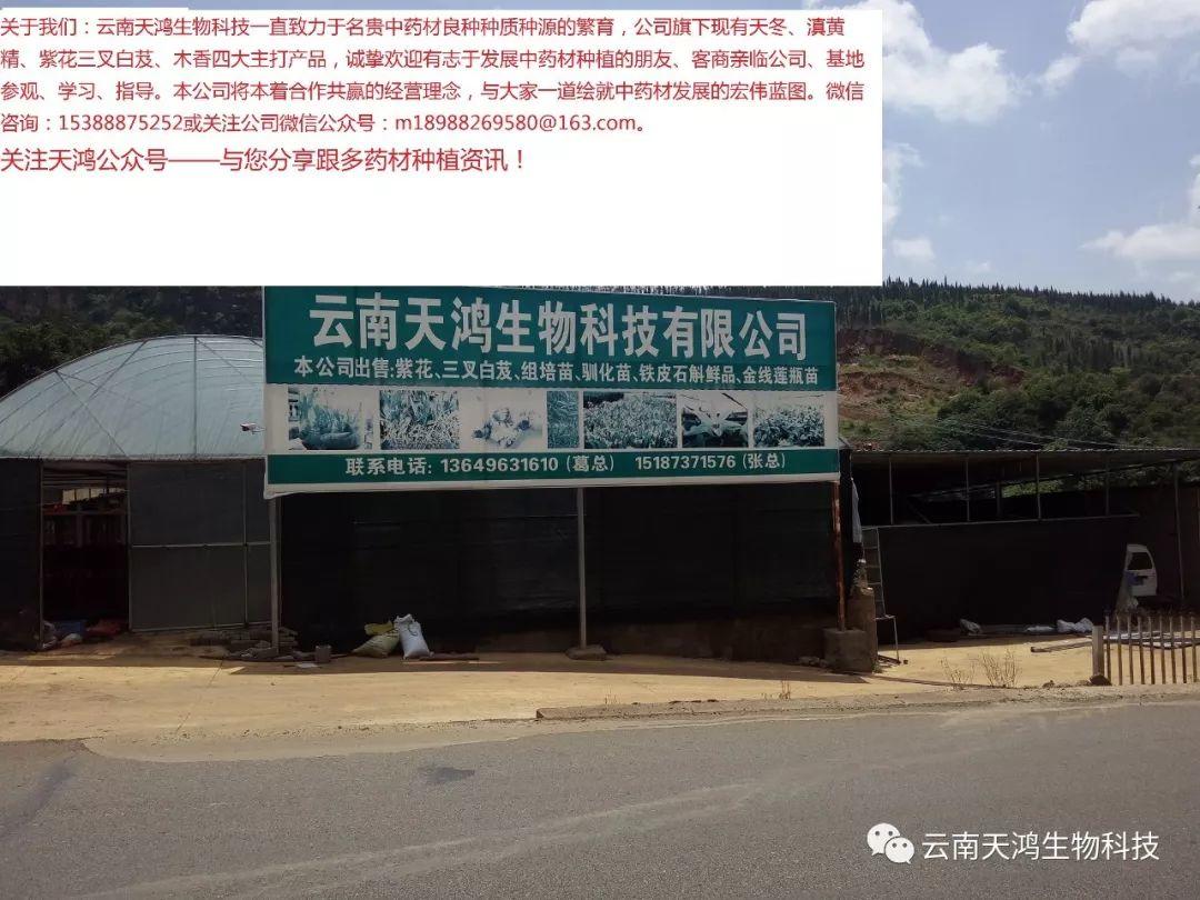 天门冬：简单像种草，收获却是宝