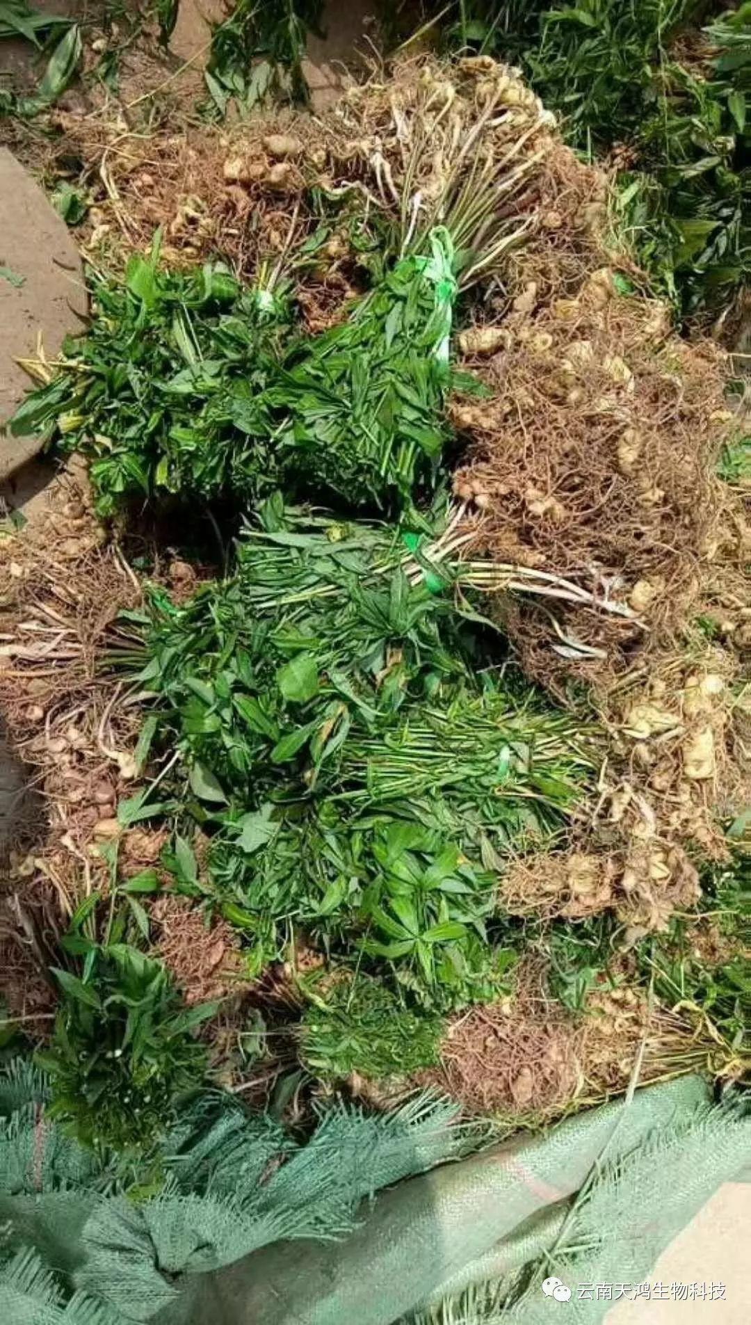 红花滇黄精，多花黄精种植大全。及苗价目表及配图