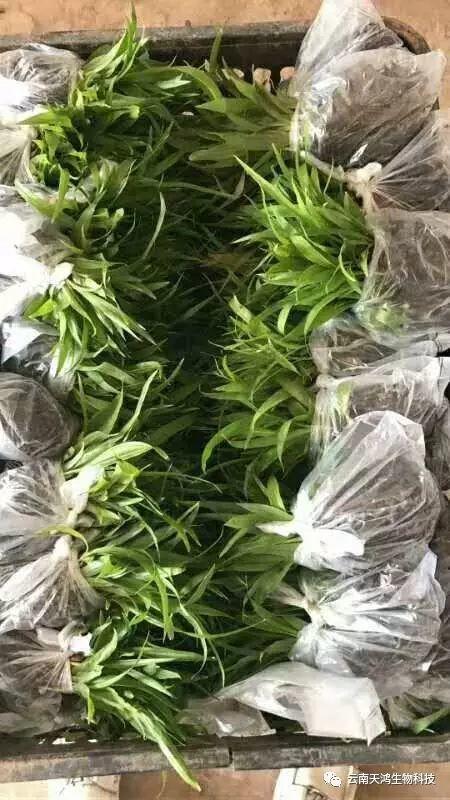 天鸿生物白及特价好消息，一毛一株