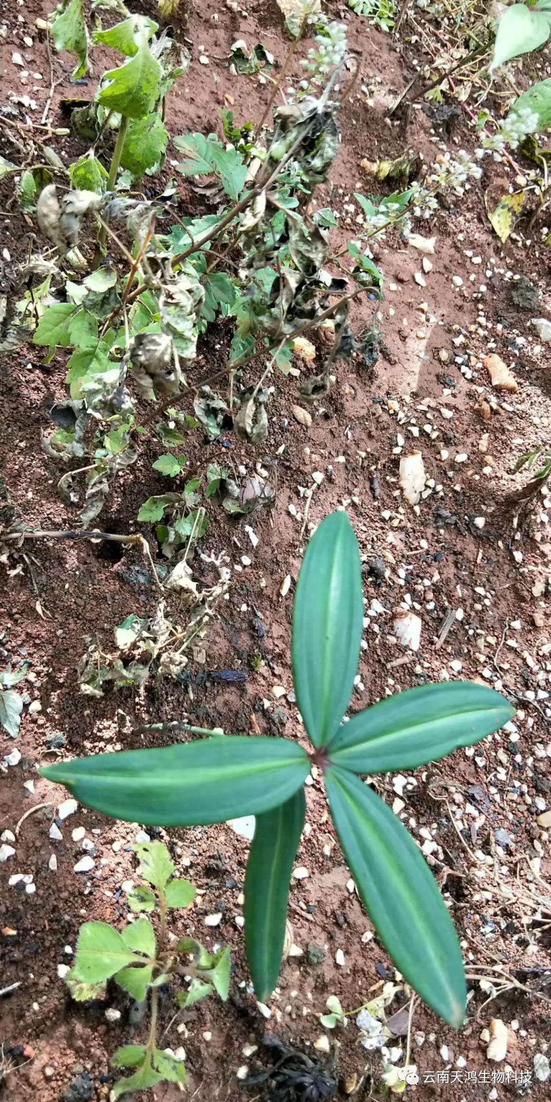 黄精除草剂实用效果图