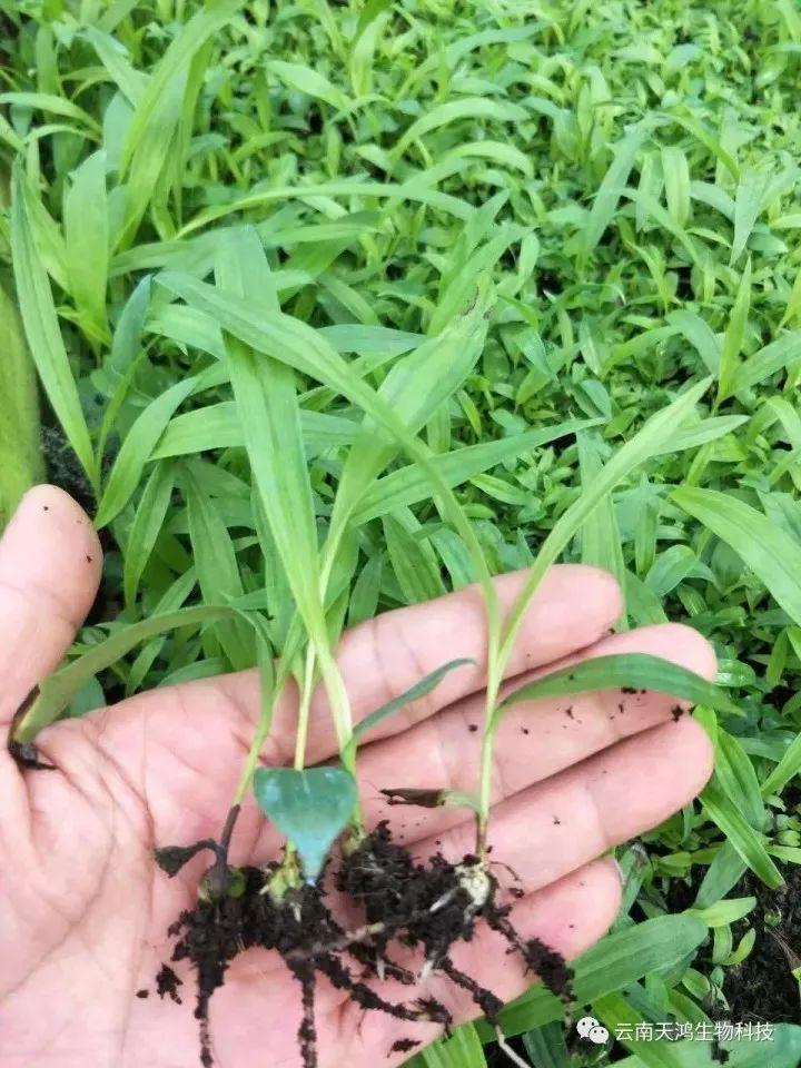 天鸿生物白及特价好消息，一毛一株