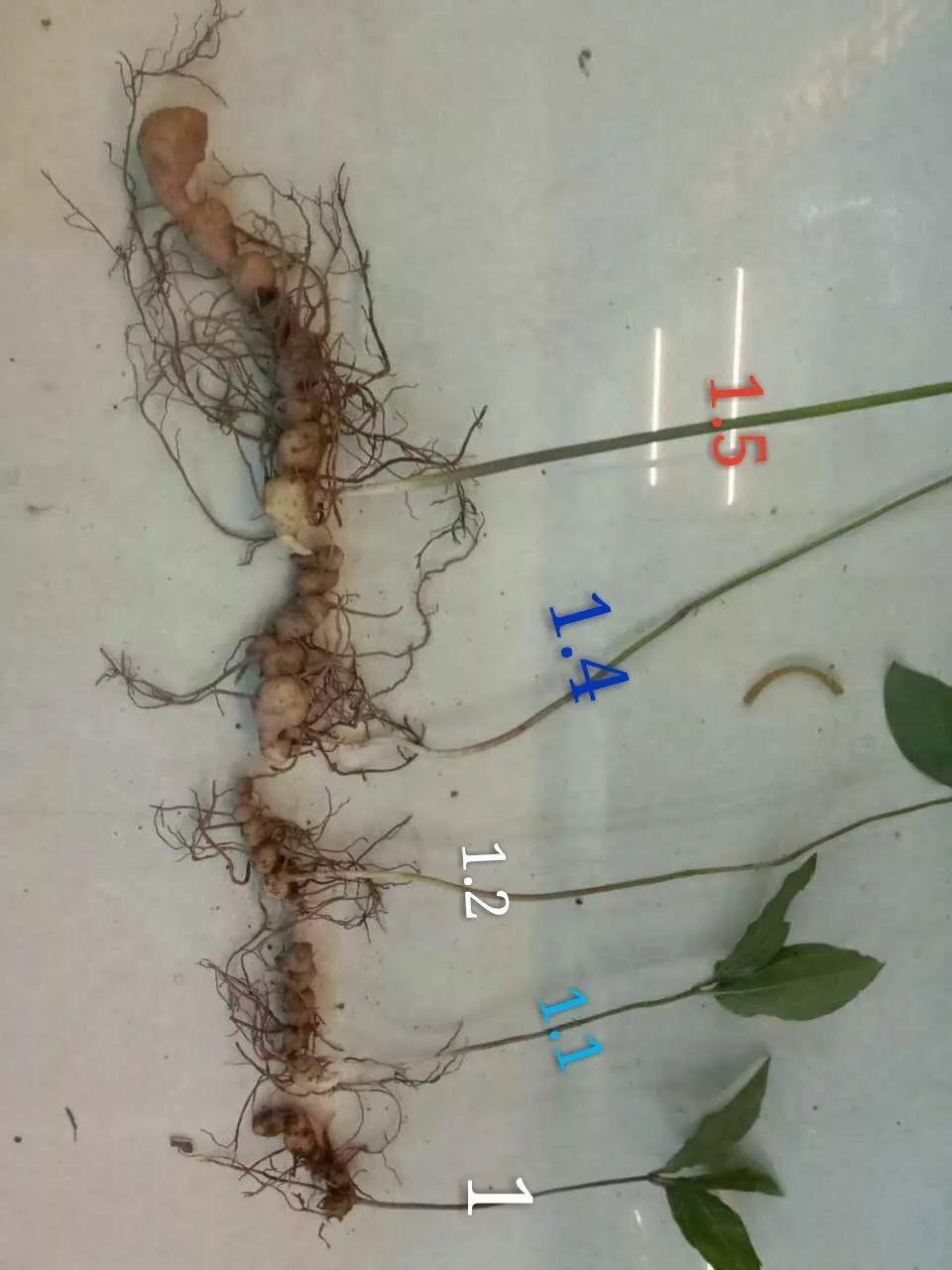 红花滇黄精，多花黄精种植大全。及苗价目表及配图