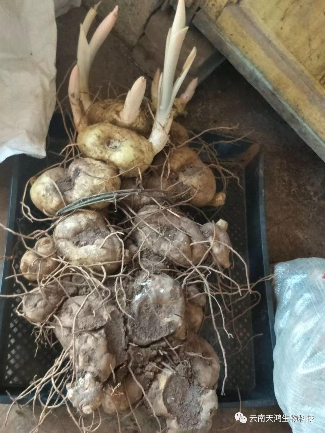 红花滇黄精，多花黄精种植大全。及苗价目表及配图
