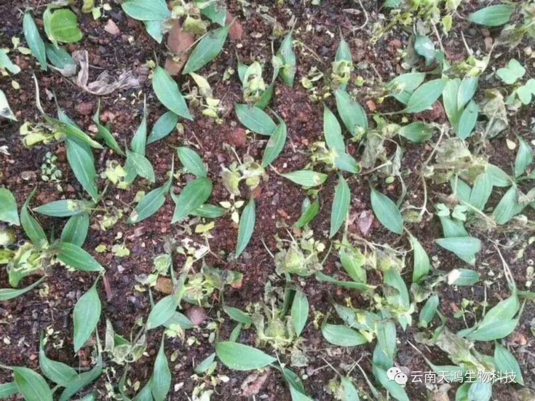 黄精除草剂实用效果图