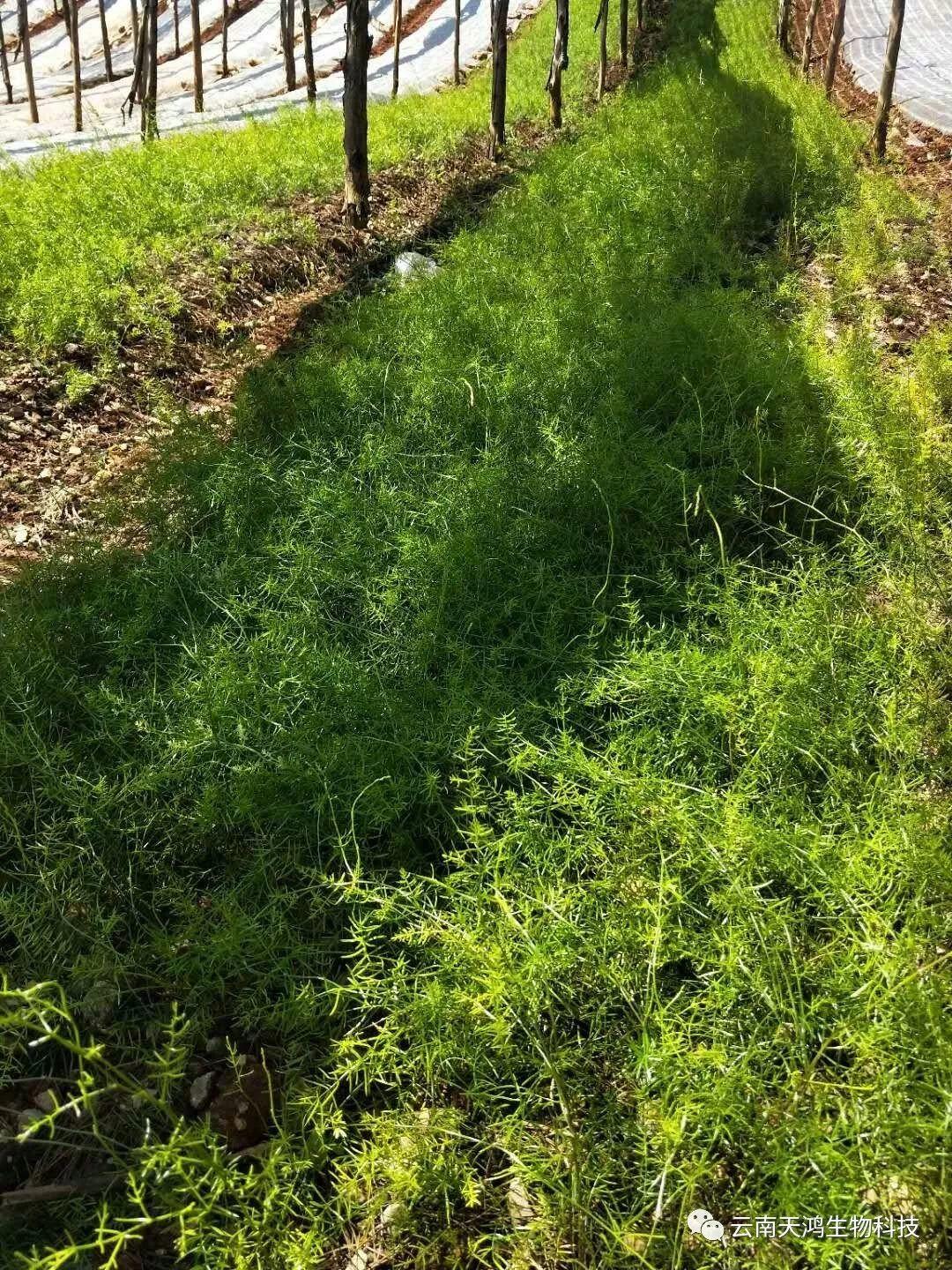 天门冬：简单像种草，收获却是宝