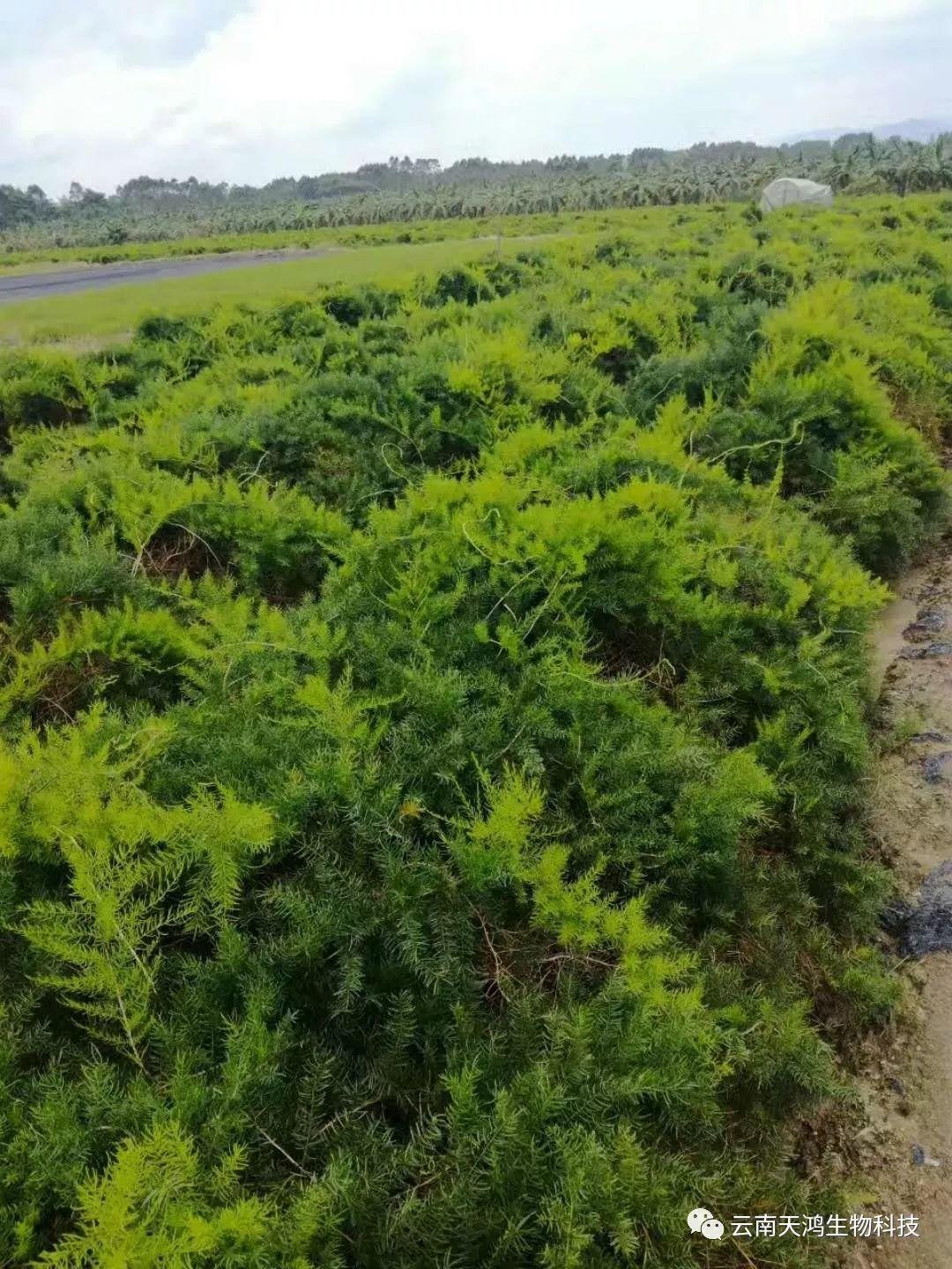 天门冬：简单像种草，收获却是宝