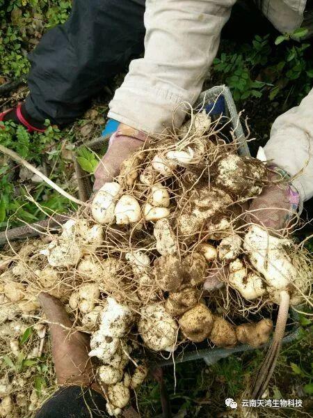 红花滇黄精，多花黄精种植大全。及苗价目表及配图