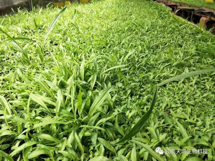 天鸿生物白及特价好消息，一毛一株