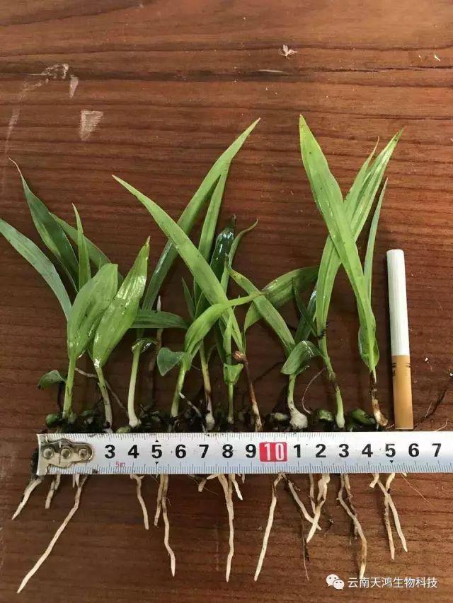 天鸿生物白及特价好消息，一毛一株