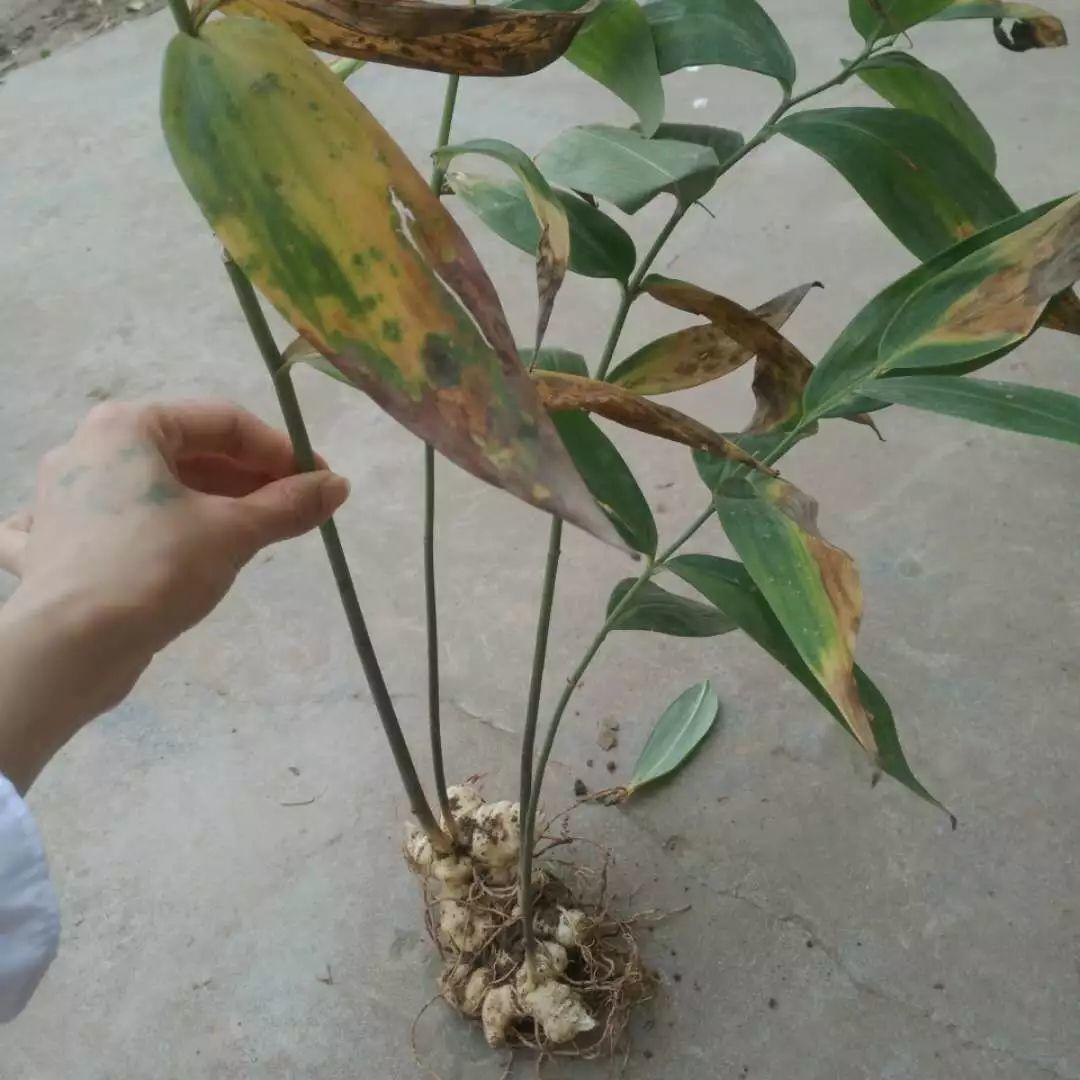 红花滇黄精，多花黄精种植大全。及苗价目表及配图