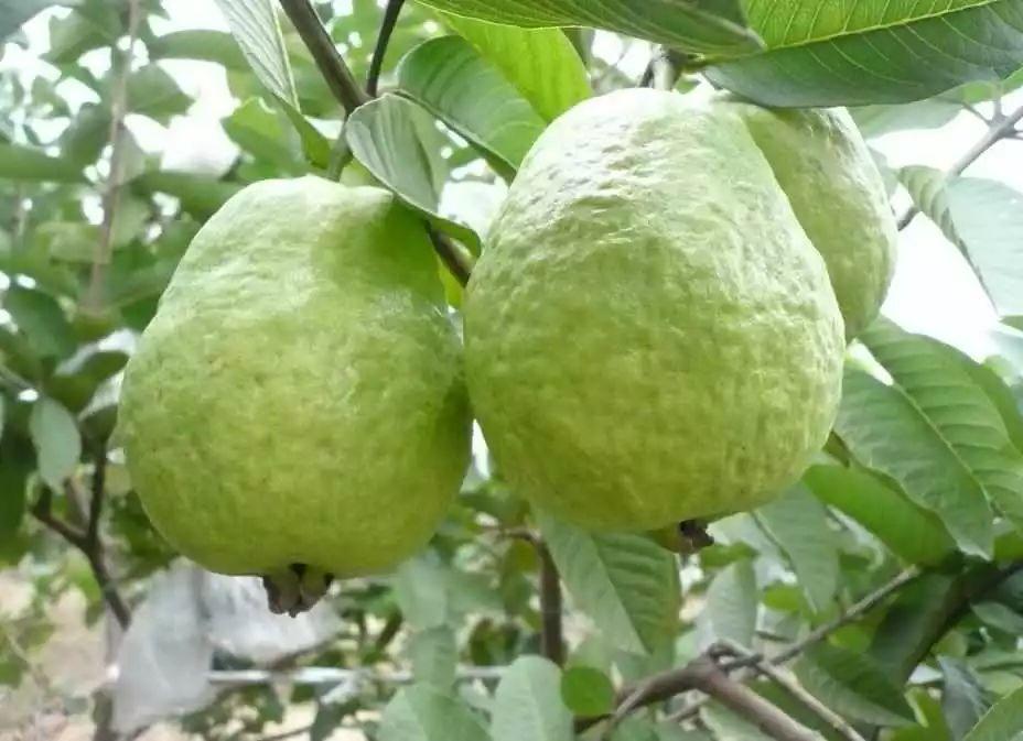 药 食 同 源
