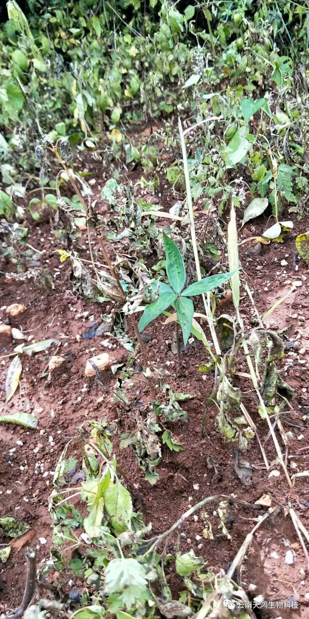 黄精除草剂实用效果图