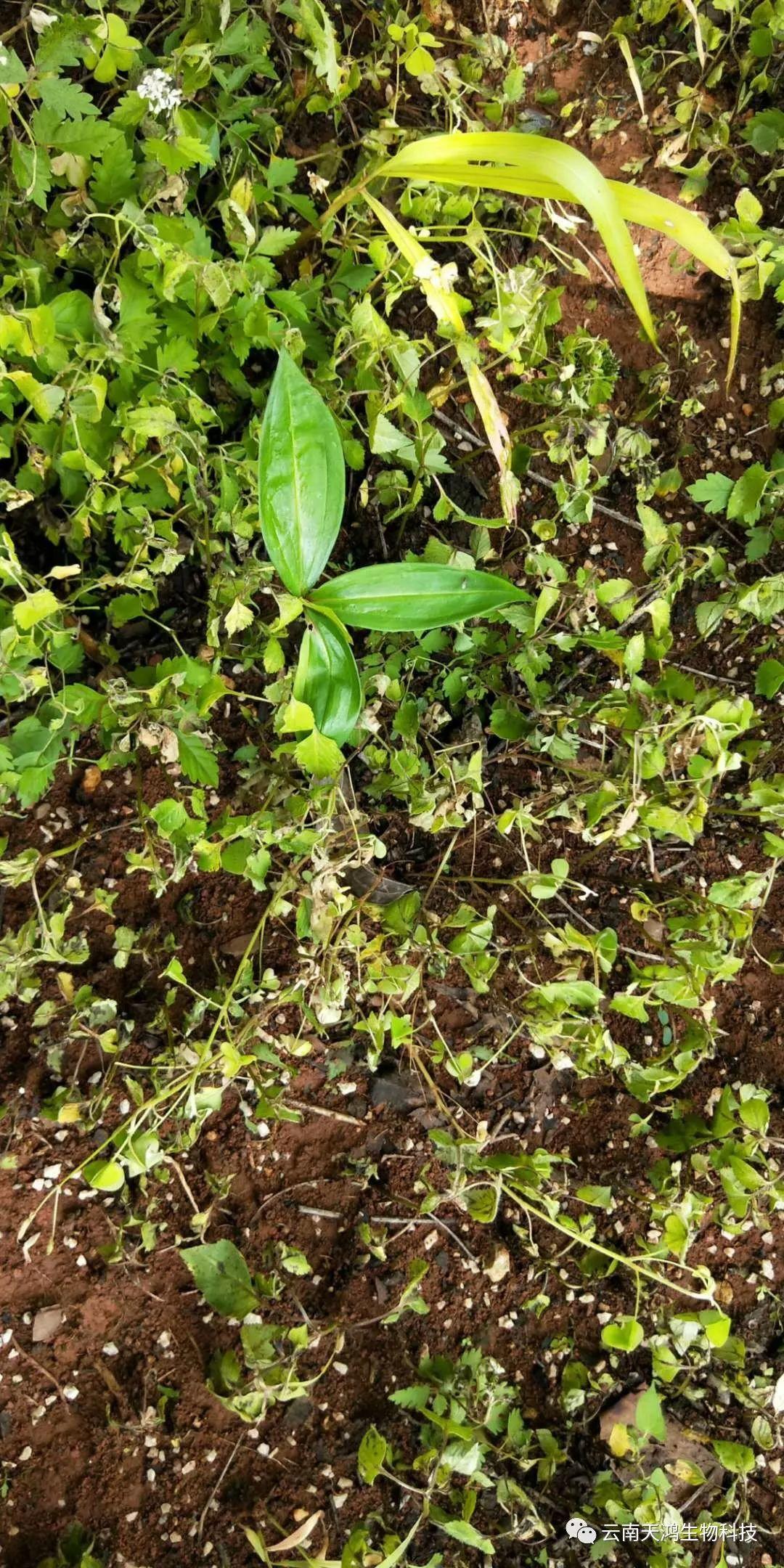 黄精除草剂实用效果图
