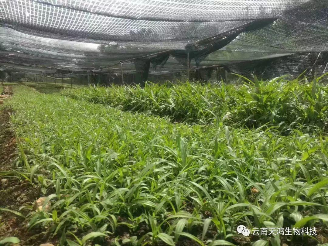 营养生长素用在药材，蔬菜，水果的用法和用量大全