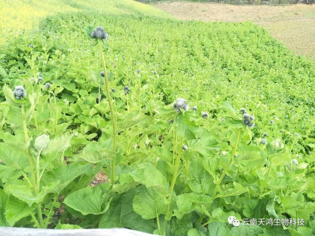 营养生长素用在药材，蔬菜，水果的用法和用量大全