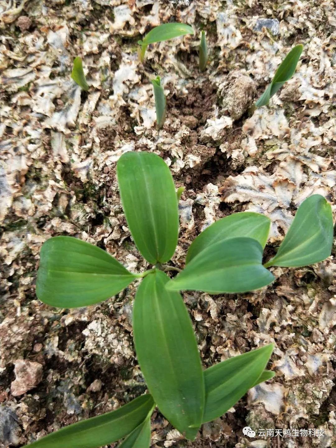 神奇除青苔除草剂实际效果图和所有问题说明