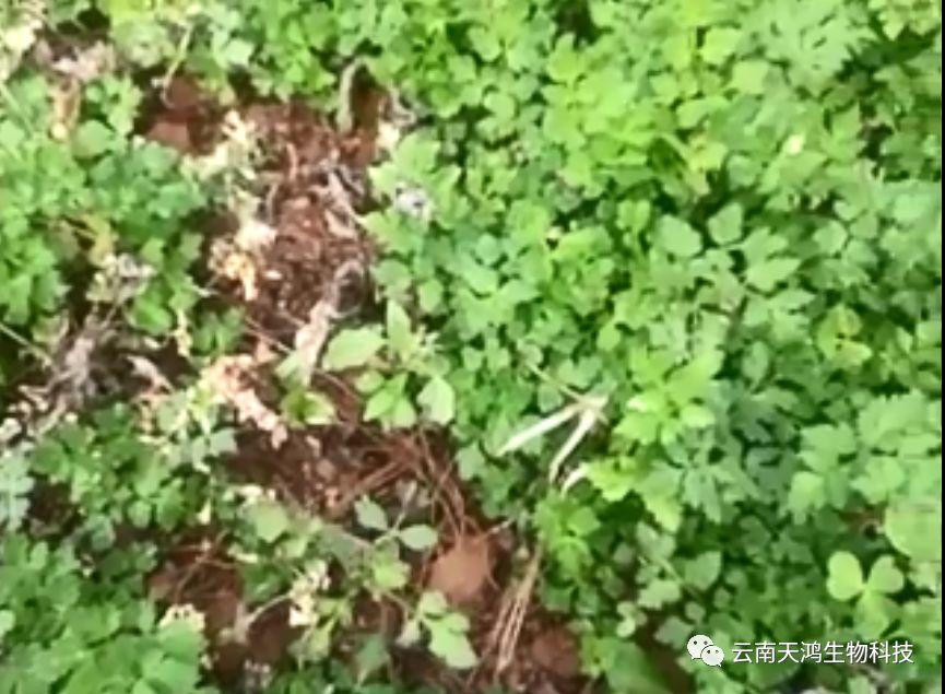 神奇除青苔除草剂实际效果图和所有问题说明