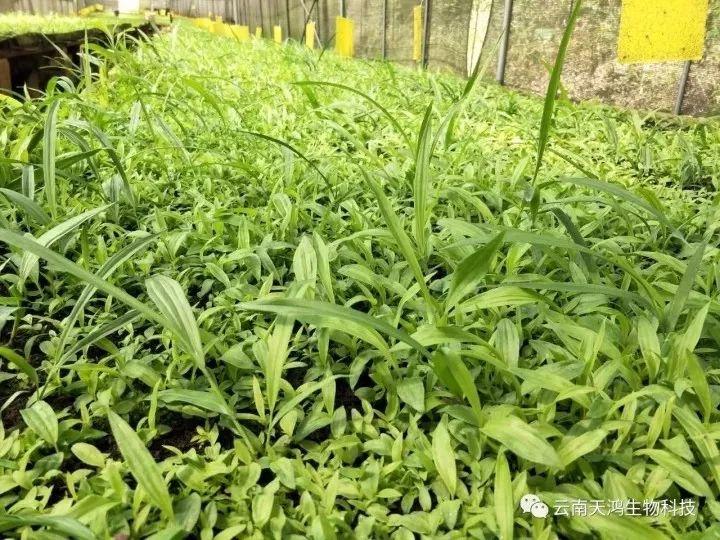 营养生长素用在药材，蔬菜，水果的用法和用量大全