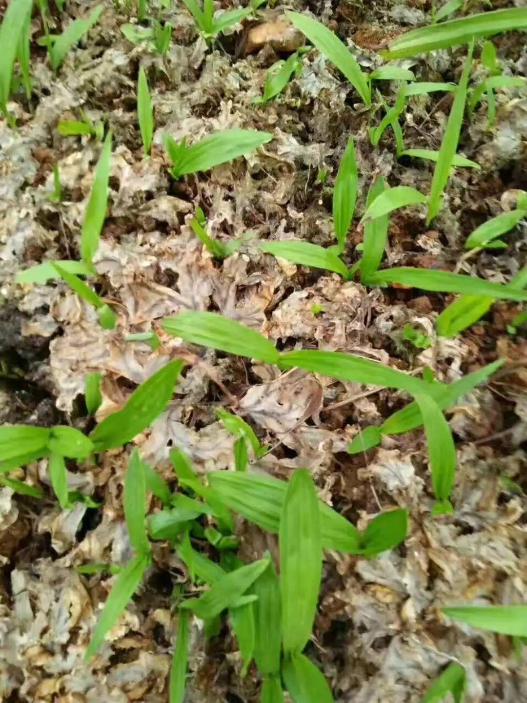 神奇除青苔除草剂实际效果图和所有问题说明